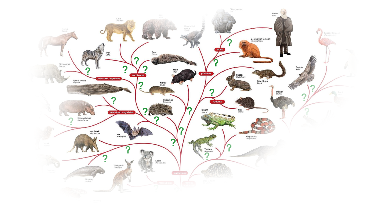 Evolution: Forgrening med adskillige ukendte 'stamfædre'
